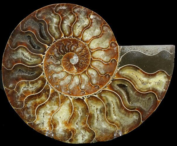 Cut Ammonite Fossil (Half) - Agatized #47708